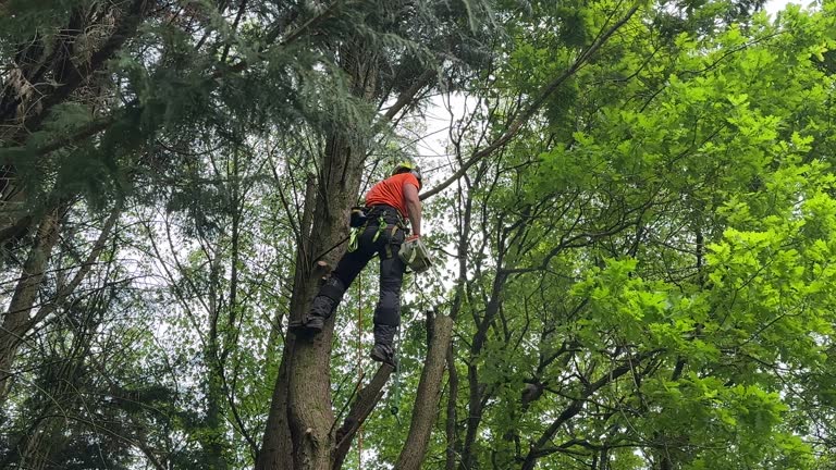Best Pest Control for Lawns  in Crossville, AL