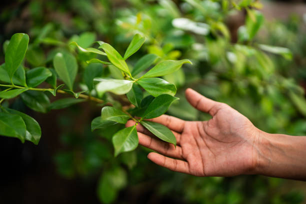 Professional Tree Services in Crossville, AL